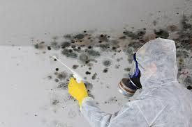 Why You Should Choose Our Mold Remediation Services in New Glarus, WI